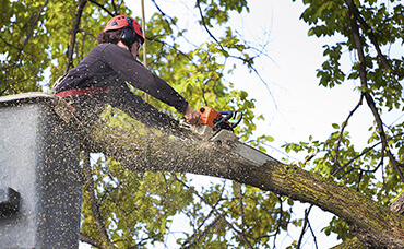 Tree arborist service for removal and trimming