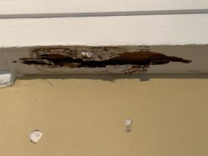 Termite Damage