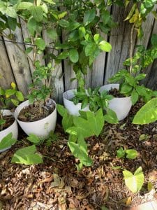 Plant From Pot To Ground